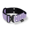 Extreme Buckle Baby Purple - Robustes und sicheres Halsband