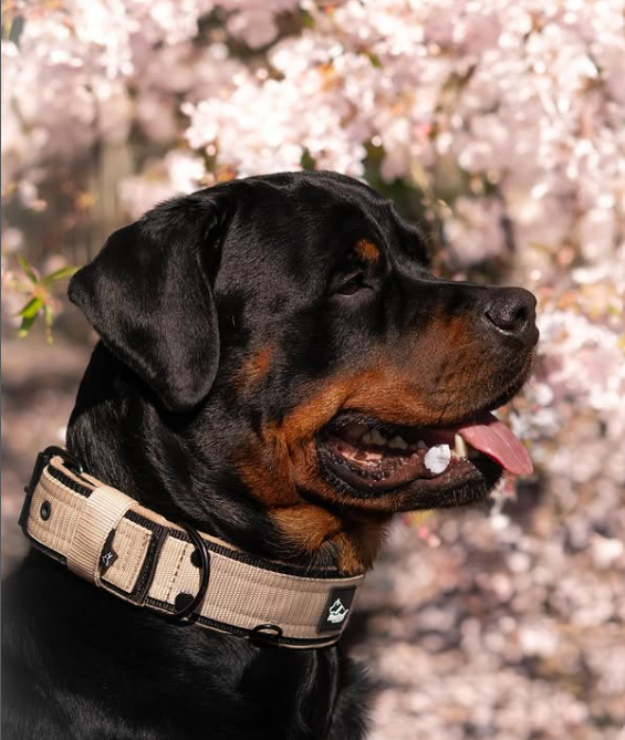 Active Comfort Black Edition Beige - Breites, strapazierfähiges Halsband mit Schnalle