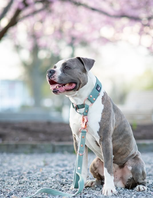 Walk Leash Rose Edition Pastellgrün - Sichere Nylonleine in verschiedenen Längen