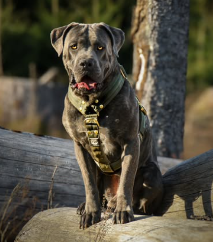 Easy Walk Extreme Gold Buckle Khaki - Geschirr mit Schnellverschluss