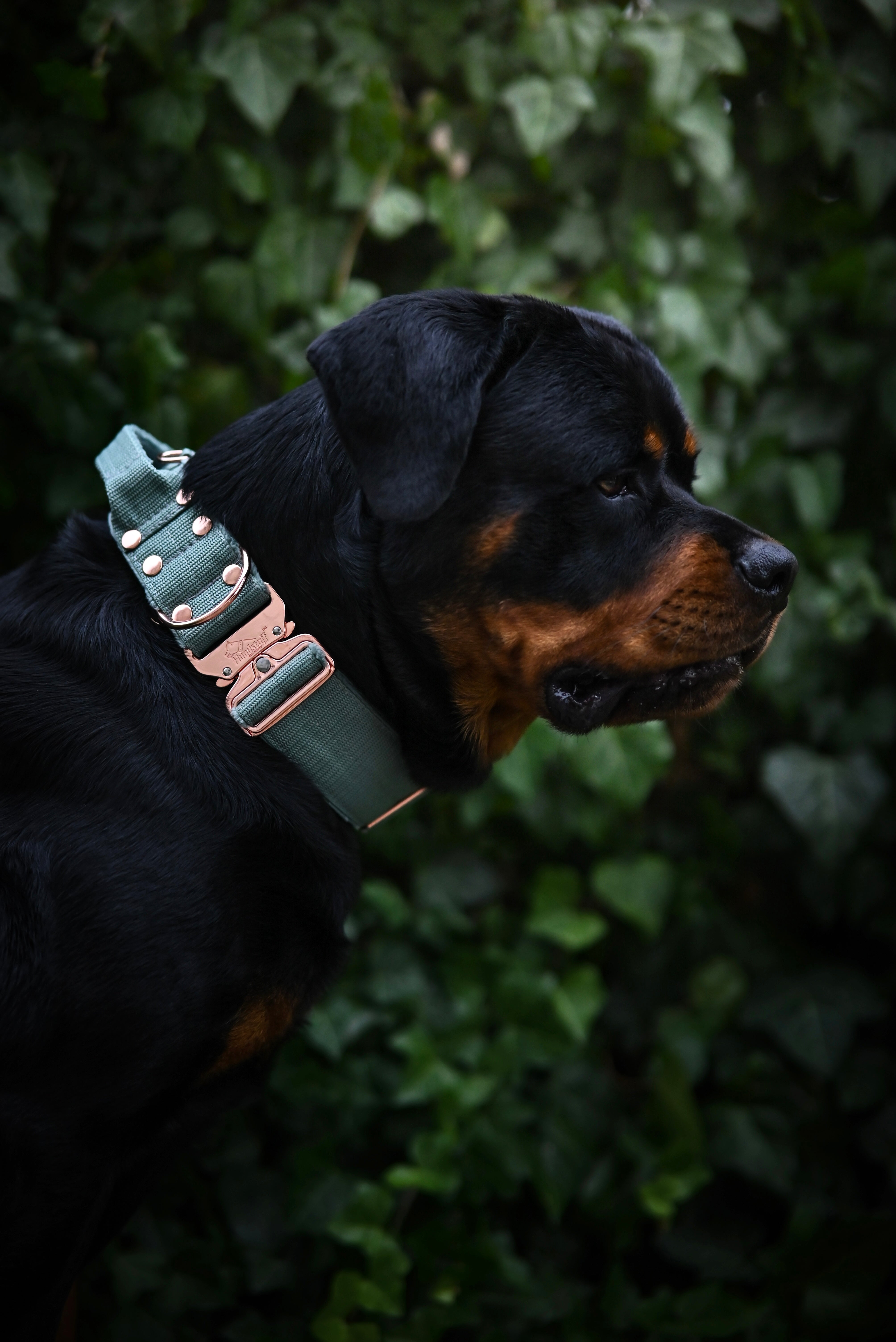 Extreme Rose Buckle Pastellgrün - Starke und sichere Halsband