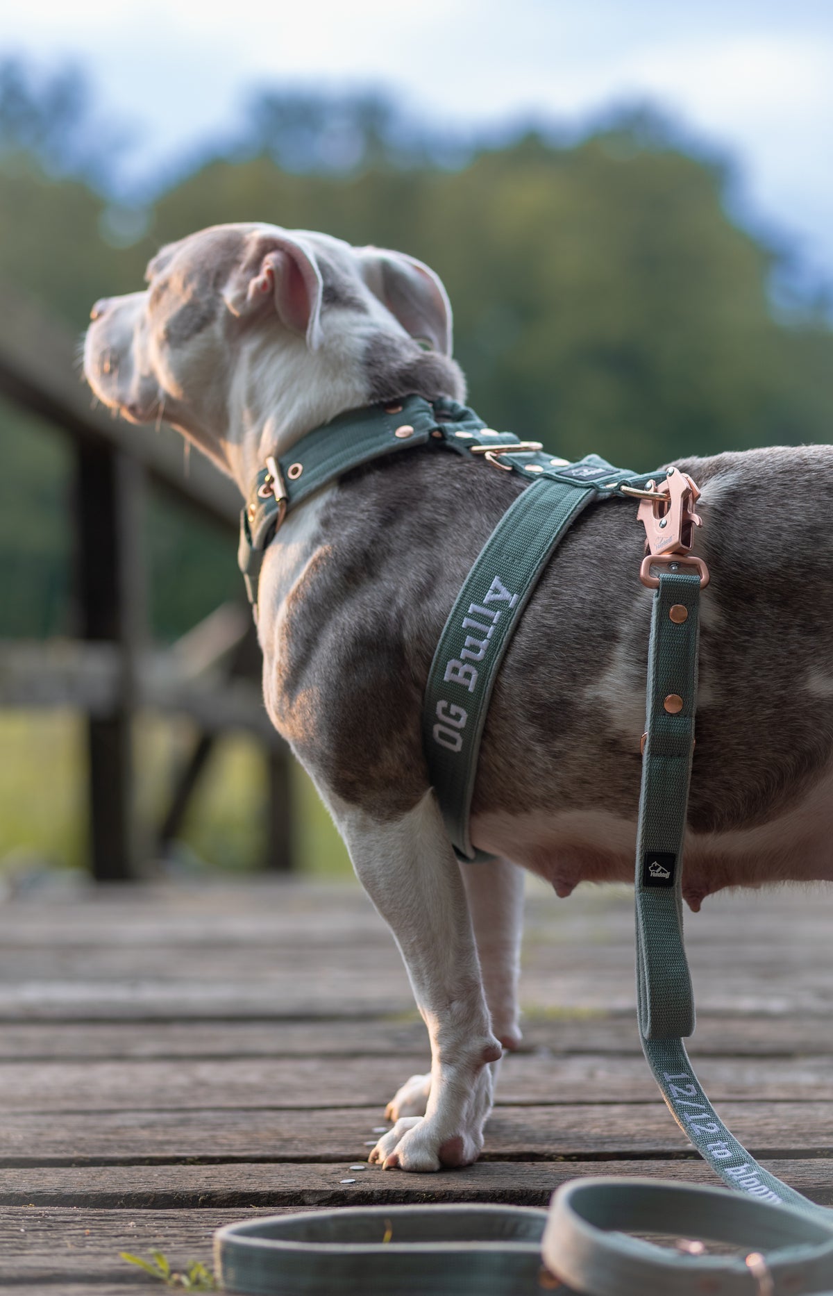 Hundegeschirr mit Namen