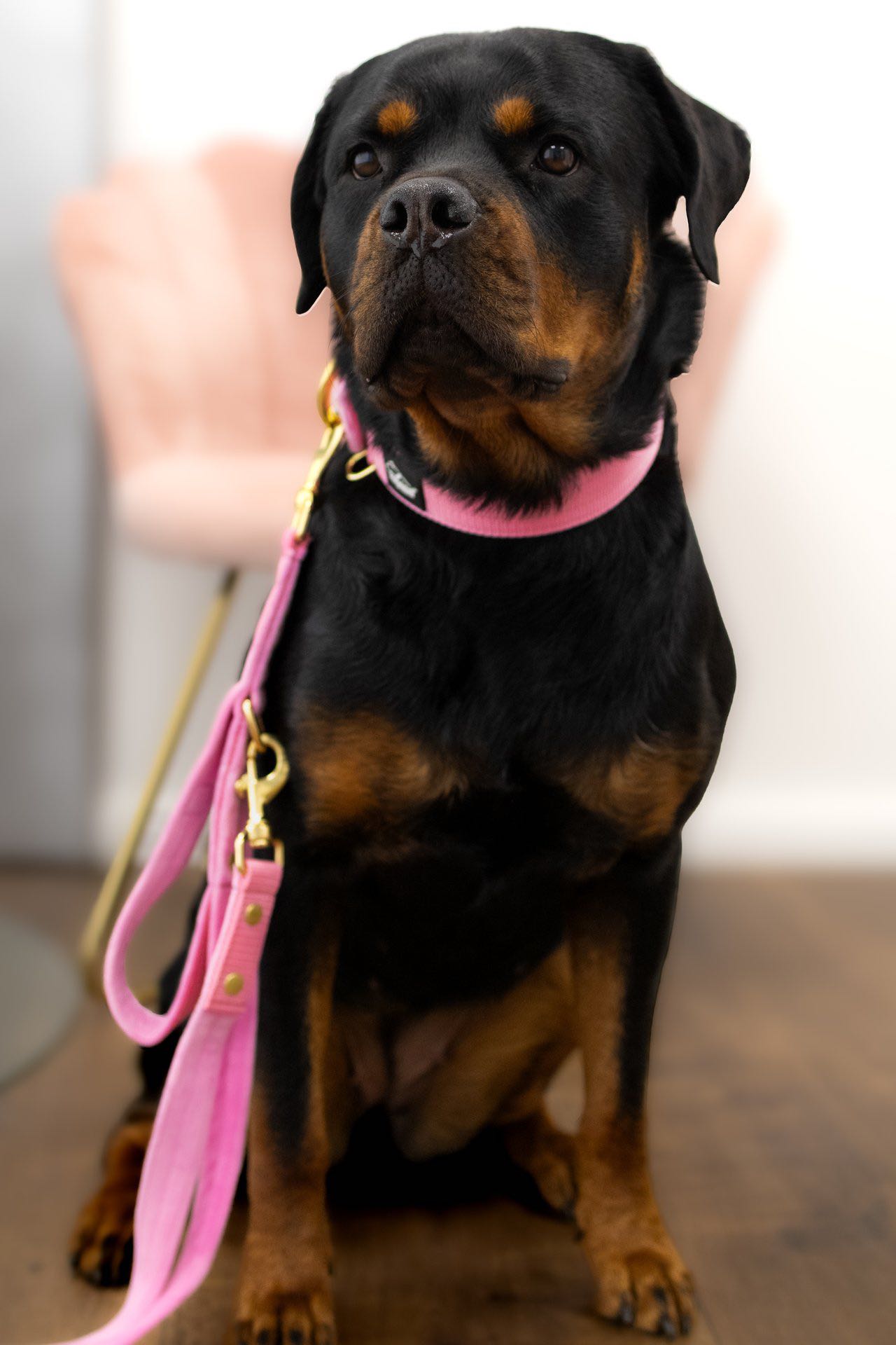 Multi Guard Leash Golden Candy Pink - Verstellbare Multi-Leine mit Extra-Griff