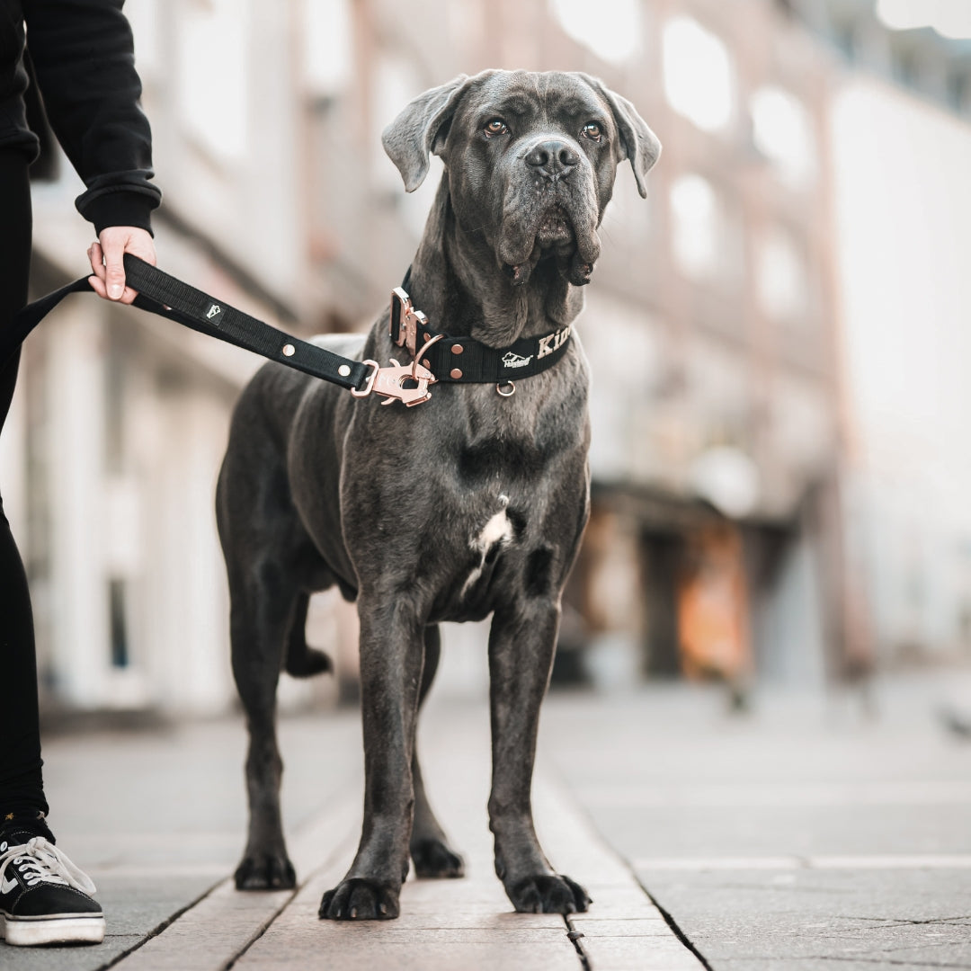 Guard Leash Silver Edition Candy Pink