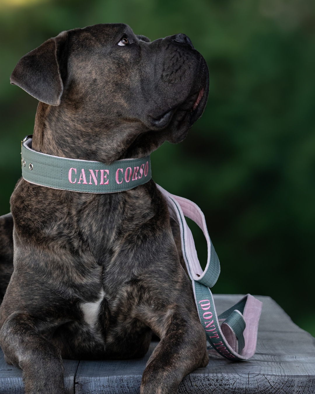 Hundehalsband mit Namen