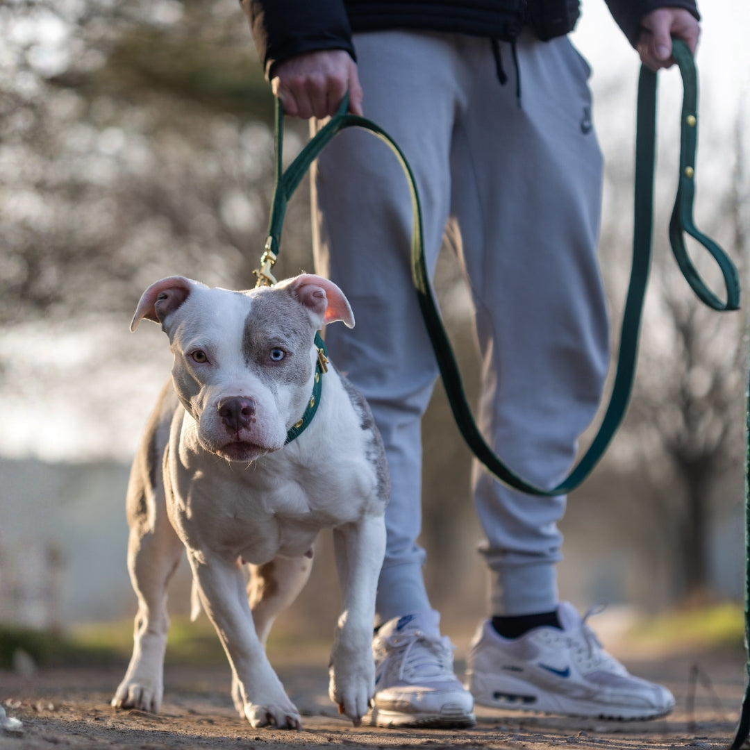 Guard Leash Silver Edition Raspberry Red