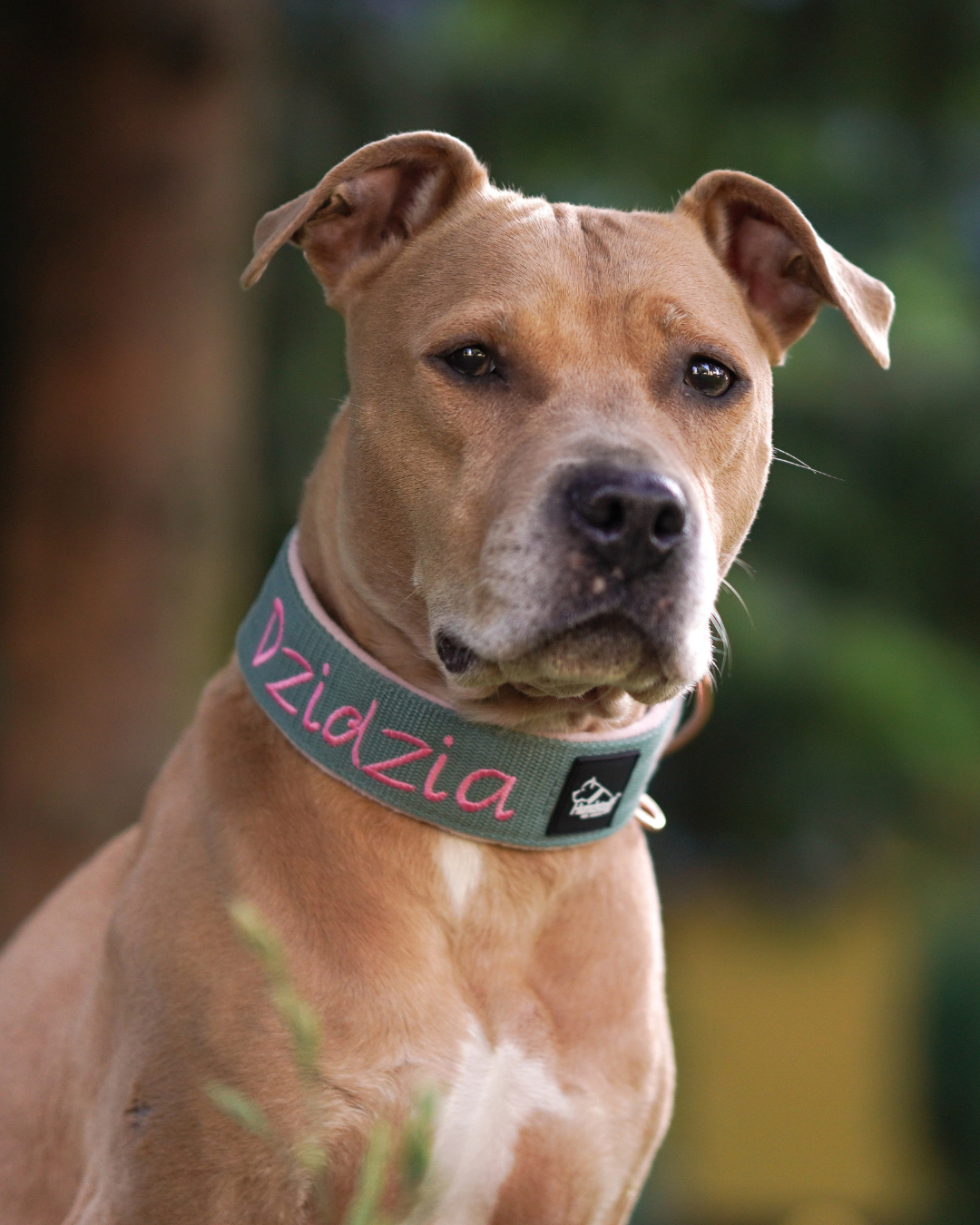 Hundehalsband mit Namen