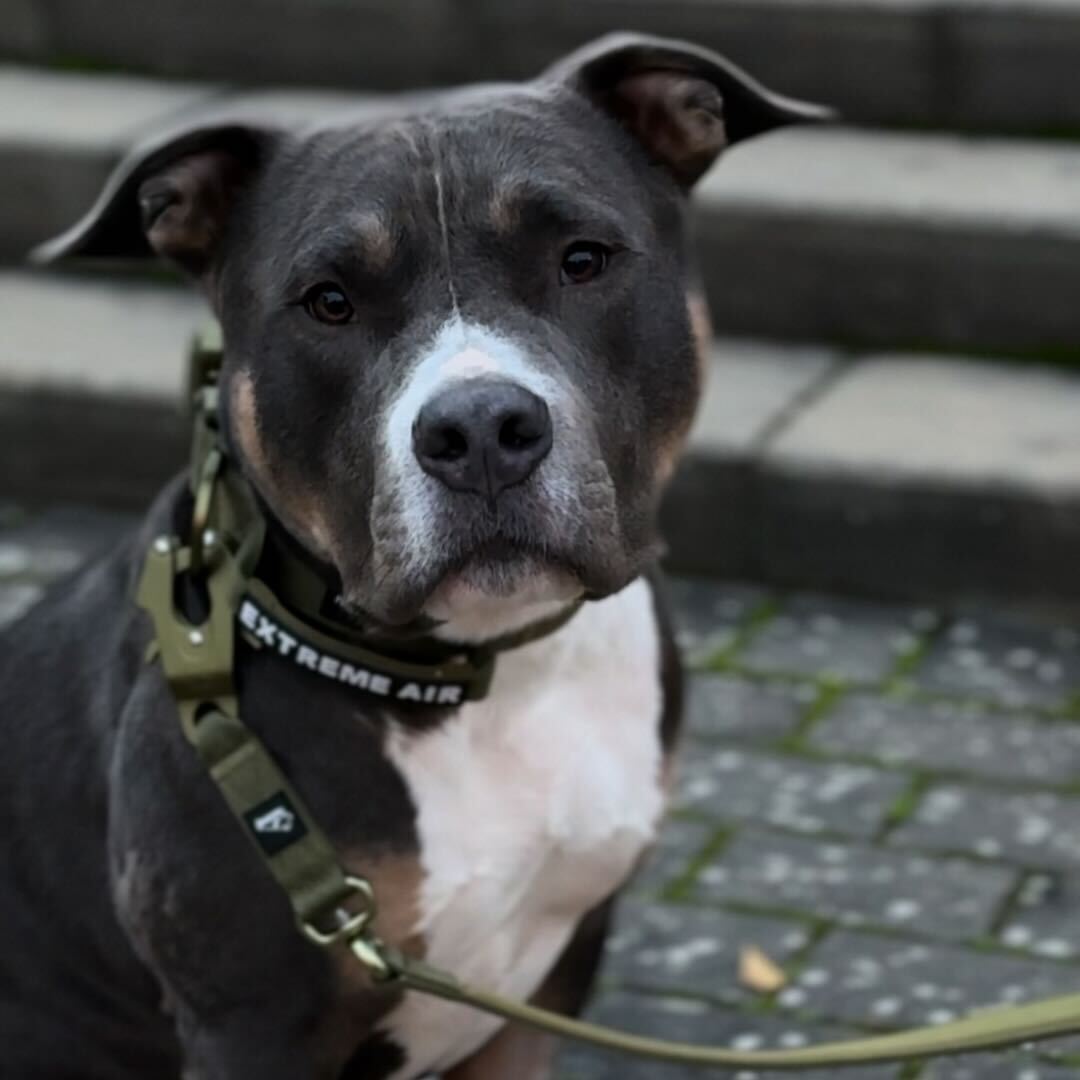 Extreme Air Set Army Green - Leichtes und strapazierfähiges Hunde-Set