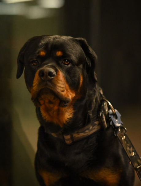 Martingale Camo Green - Breites, gefüttertes Hundehalsband mit halbem Würgegriff