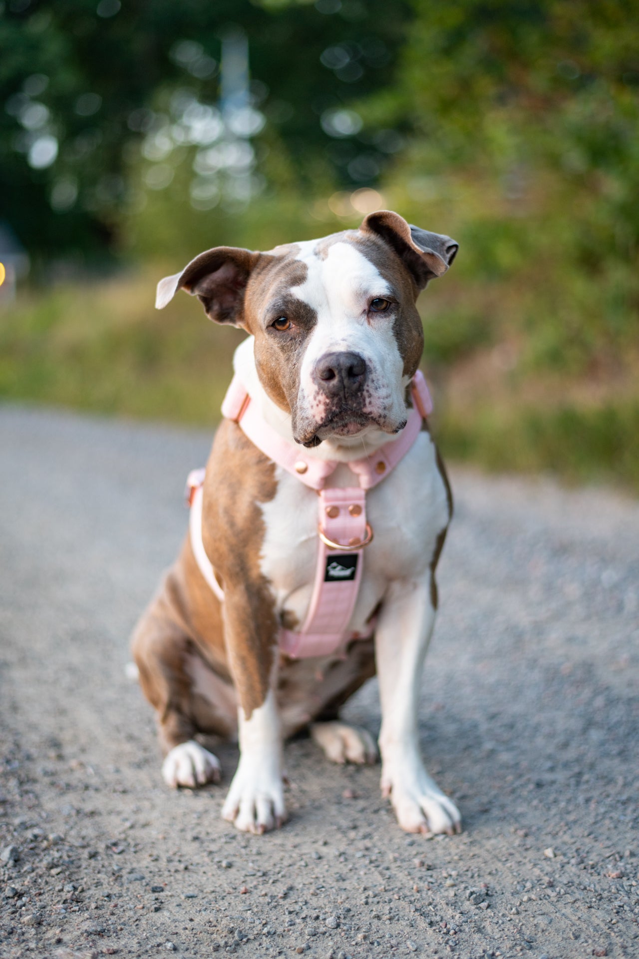 Easy Walk Rose Edition Pastellrosa - Geschirr mit Griff